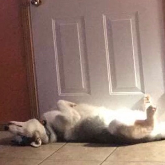 Meet your Posher, Sebas - Picture 1 of 1